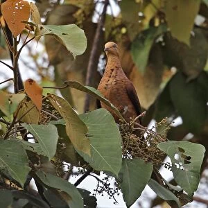 Little Cuckoo-dove (Macropygia ruficeps sumatrana) adult, feeding in fruiting tree, Kerinci Seblat N. P