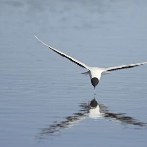 Little Gull (Larus minutus) adult, summer plumage, in flight, feeding on insects from surface of lake, Hailuoto Island, Oulu, Finland