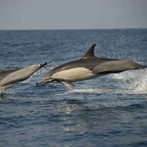 Long-beaked Common Dolphin (Delphinus capensis) two adults, porpoising, jumping from sea, offshore Port St. Johns, Wild Coast, Eastern Cape (Transkei), South Africa