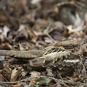 Long-tailed Nightjar (Caprimulgus climacurus) adult, sitting on forest floor, Gambia, january