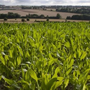 Maize (Zea mays) crop, young plants growing in field, Wiltshire, England, july