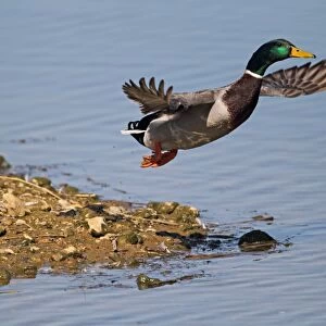 Mallard Duck (Anas platyrhynchos) adult male, in flight, taking off from island spit in flooded former gravel pit