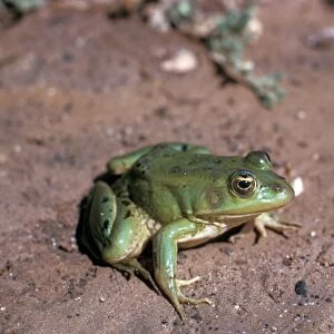 Marsh Frog (Pelophylax ridibundus) is the largest frog native to Europe and belongs to the family of true frogs