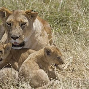 Masai Lion (Panthera leo nubica) adult female with cubs, resting in grass, Masai Mara, Kenya, August
