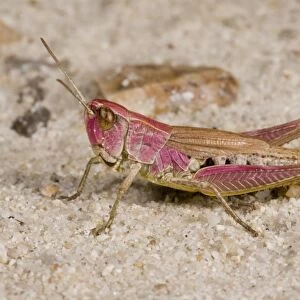 Meadow Grasshopper (Chorthippus parallelus) purplish form, adult female, on sand, France, August