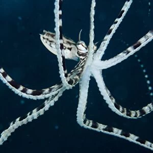 Mimic Octopus (Thaumoctopus mimicus) adult, swimming in water column, Lembeh Straits, Sulawesi, Sunda Islands