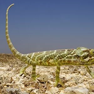 Monarch Chameleon (Chamaeleo monachus) adult, walking on open ground in desert, Socotra, Yemen, march