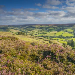 Moorland outcrop with flowering Common Heather (Calluna vulgaris) overlooking farmland in valley, Rosedale