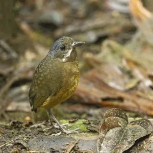 Muridae Collection: Alleni