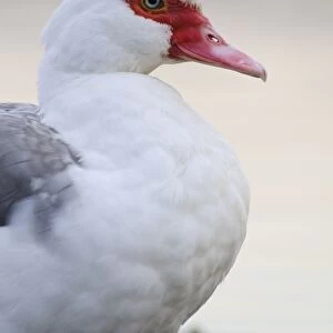 Muscovy Duck (Cairina moschata forma domestica) introduced feral species, adult, close-up of head and breast