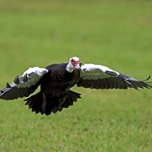 Muscovy Duck (Cairina moschata) introduced feral species, adult, in flight, Miami, Florida, U. S. A. March
