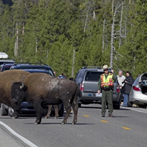 North American Bison (Bison bison) two adult males, standing on road causing traffic jam
