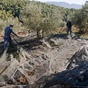 Olive (Olea europea) grove, men harvesting fruit, near Yeste, Castilla la Mancha, Spain, december