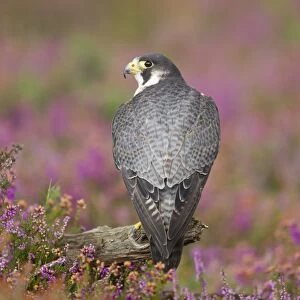 Peregrine Falcon (Falco peregrinus) adult, perched on branch amongst flowering heather, September (captive)