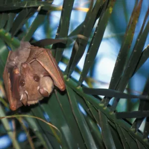 Pteropodidae Framed Art Print Collection: Peterss Fruit Bat