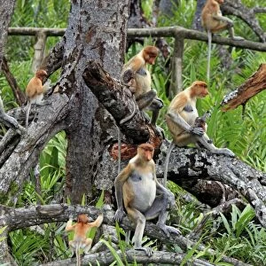 Proboscis Monkey (Nasalis larvatus) adult females with young, group sitting in tree, Labuk Bay, Sabah, Borneo, Malaysia