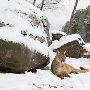Puma (Puma concolor) adult, resting beside snow covered rocks, Minnesota, U. S. A. January (captive)
