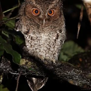 Owls Collection: Rajah Scops Owl