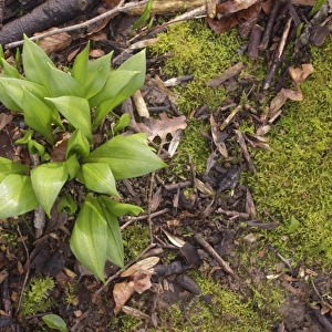 Ramsons (Allium ursinum) growing amongst leaf litter on coppice woodland floor, Wetherby, West Yorkshire, England