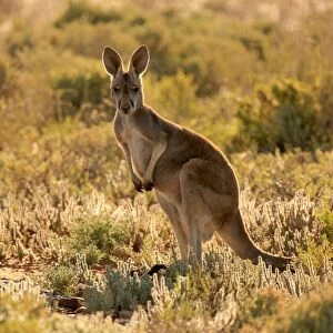 Red Kangaroo (Macropus rufus) adult, backlit, standing in low vegetation, Sturt N. P. New South Wales, Australia