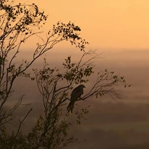 Red Kite (Milvus milvus) adult, perched in tree, silhouetted at sunset, Chilterns, Buckinghamshire, England, June