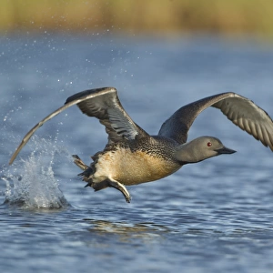 Red-throated Diver (Gavia stellata) adult, breeding plumage, taking off from water, Iceland, June