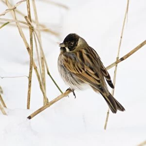 Reed Bunting (Emberiza schoeniclus) adult male, winter plumage, feeding on seed, perched on reed stem in snow