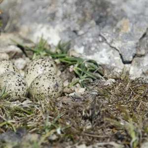 Ringed Plover (Charadrius hiaticula) four eggs at nest, Shetland Islands, Scotland, June