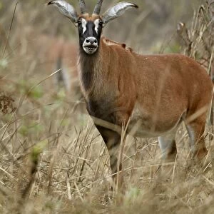 Roan Antelope (Hippotragus equinus) adult female, with mouth open, standing in dry woodland, Fatalah Reserve, Senegal, january