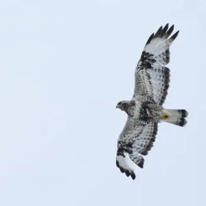 Rough-legged Buzzard (Buteo lagopus) adult, in flight, calling, Varanger, Norway, may