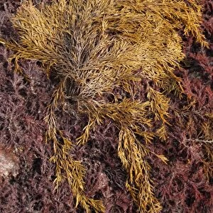 Sea Oak (Halidrys siliquosa) exposed on rock ledge at low tide, Lyme Regis, Dorset, England, march