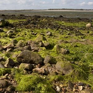 Seaweed on shore of coastal creek at low tide, East Head Creek, West Wittering, Chichester Harbour, Manhood Peninsula