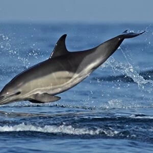 Short-beaked Common Dolphin (Delphinus delphis) adult, leaping from sea, Algarve, Portugal, october