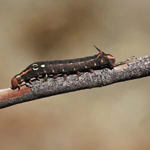 Silver-striped Hawkmoth (Hippotion celerio) caterpillar, dark form, on twig, The Olgas, Uluru-Kata Tjuta N. P