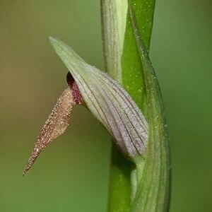 Small-flowered Tongue Orchid (Serapias parviflora) close-up of flower, Corsica, France, April