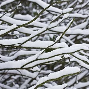 Snow covered bare twigs in garden, Dorset, England, december