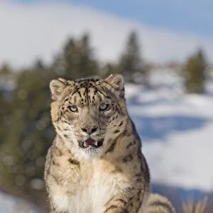 Snow Leopard (Panthera uncia) adult, running in snow, winter (captive)