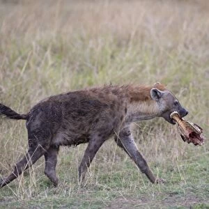 Spotted Hyena (Crocuta crocuta) adult, with skull of prey in mouth, walking in savannah, Masai Mara National Reserve
