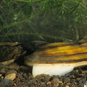 Swan Mussel (Anodonta cygnea) adult, extending foot, South Yorkshire, England