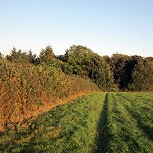 View of fields at edge of woodland, Chesham Bois Woods, Chiltern Hills, Buckinghamshire, England, september