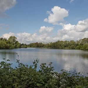 View from the hide over Conservation Lake at Lynford Forestry Commission, Norfolk