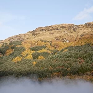 View of hill slopes forested with larch and spruce trees in mist, Loch Lomond, Argyll and Bute, Scotland, october