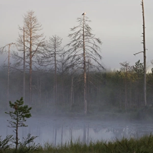 View of mist covered lake and coniferous forest habitat at dusk, with Herring Gull (Larus argentatus) adult