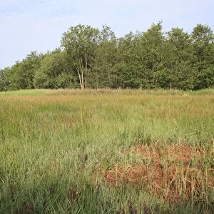 View of mixed sedge fen habitat, Old Fen, Thelnetham Fen, Thelnetham, Little Ouse Valley, Suffolk, England, june