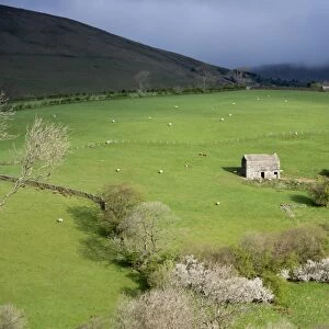 View of upland farmland with stone barn and sheep grazing in pasture, Howgills, near Ravenstonedale, Cumbria, England