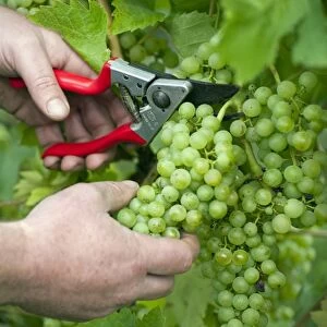 Vineyard worker cutting green grapes from vine, Essex, England, September