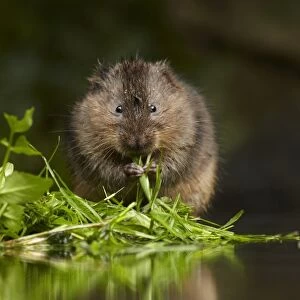 Water Vole (Arvicola terrestris) adult, feeding on leaves with reflection in water, Kent, England