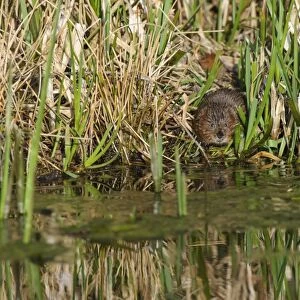 Water Vole (Arvicola terrestris) adult, standing in reedbed on canal bank, Cromford Canal, Derbyshire, England, March