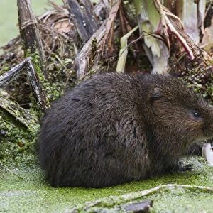 Water Vole eating a iris root in pond covered with duckweed