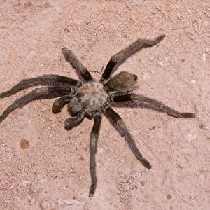 Western Desert Tarantula (Aphonopelma chalcodes) adult, with leg missing, crossing path, Zion N. P. Utah, U. S. A. October